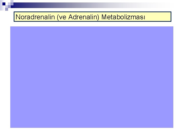 Noradrenalin (ve Adrenalin) Metabolizması 