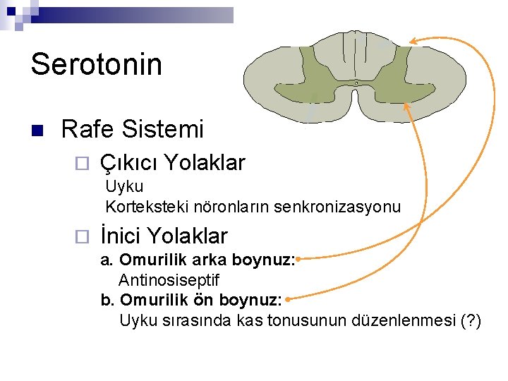 Serotonin n Rafe Sistemi ¨ Çıkıcı Yolaklar Uyku Korteksteki nöronların senkronizasyonu ¨ İnici Yolaklar