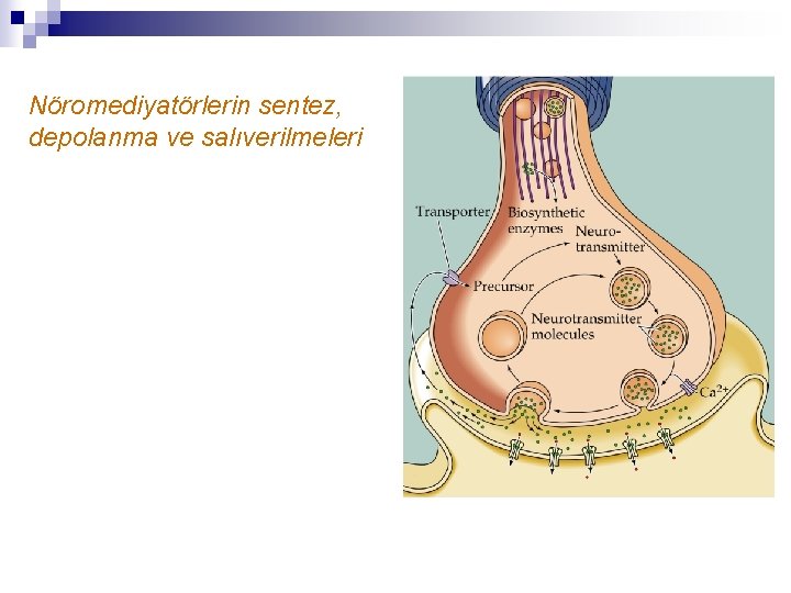Nöromediyatörlerin sentez, depolanma ve salıverilmeleri 