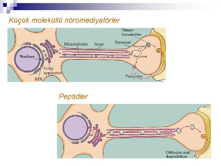 Küçük moleküllü nöromediyatörler Peptidler 