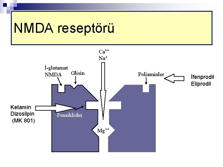 NMDA reseptörü Ca++ Na+ l-glutamat Glisin NMDA Ketamin Dizosilpin (MK 801) Poliaminler Fensiklidin Mg++