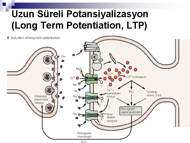 Uzun Süreli Potansiyalizasyon (Long Term Potentiation, LTP) 