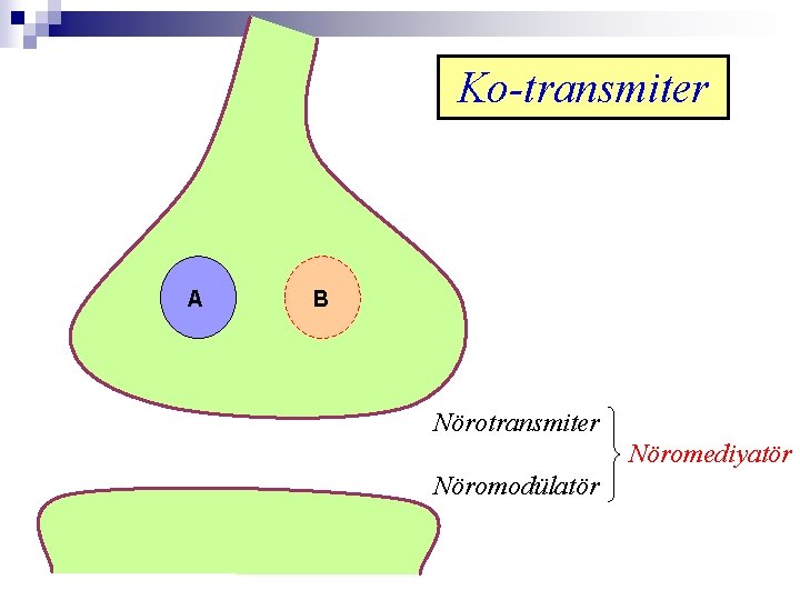 Ko-transmiter A B Nörotransmiter Nöromediyatör Nöromodülatör 