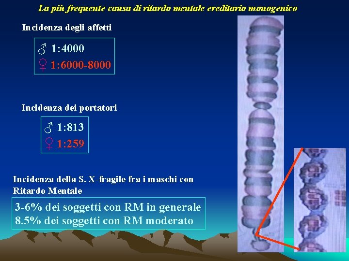 La più frequente causa di ritardo mentale ereditario monogenico Incidenza degli affetti ♂ 1: La più frequente causa di ritardo mentale ereditario monogenico Incidenza degli affetti ♂ 1: