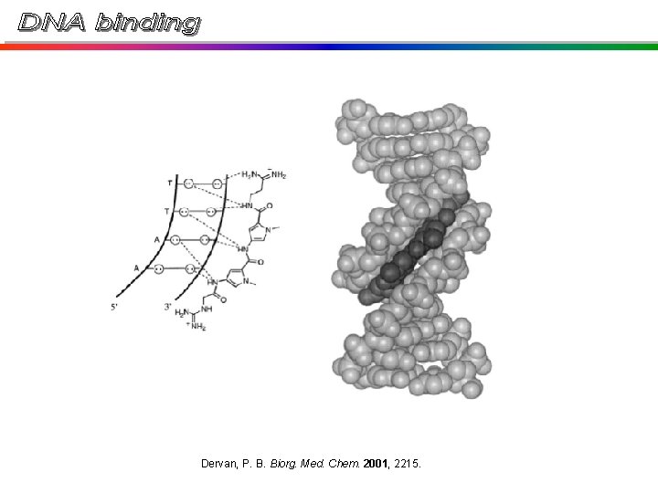 Dervan, P. B. Biorg. Med. Chem. 2001, 2215. Dervan, P. B. Biorg. Med. Chem. 2001, 2215.