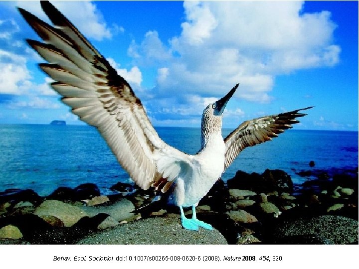 Behav. Ecol. Sociobiol. doi: 10. 1007/s 00265 -008 -0620 -6 (2008). Nature 2008, 454, Behav. Ecol. Sociobiol. doi: 10. 1007/s 00265 -008 -0620 -6 (2008). Nature 2008, 454,