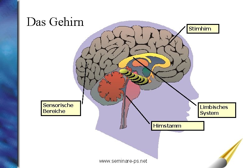 Das Gehirn Stirnhirn Sensorische Bereiche Limbisches System Hirnstamm www. seminare-ps. net 
