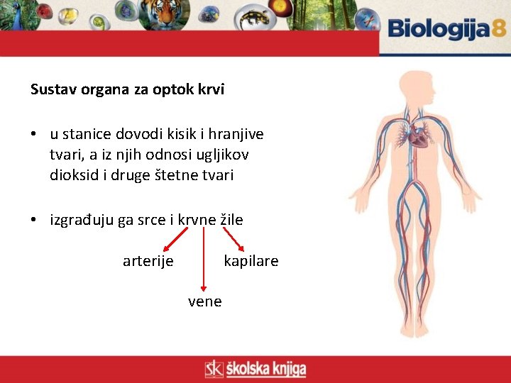 Sustav organa za optok krvi • u stanice dovodi kisik i hranjive tvari, a