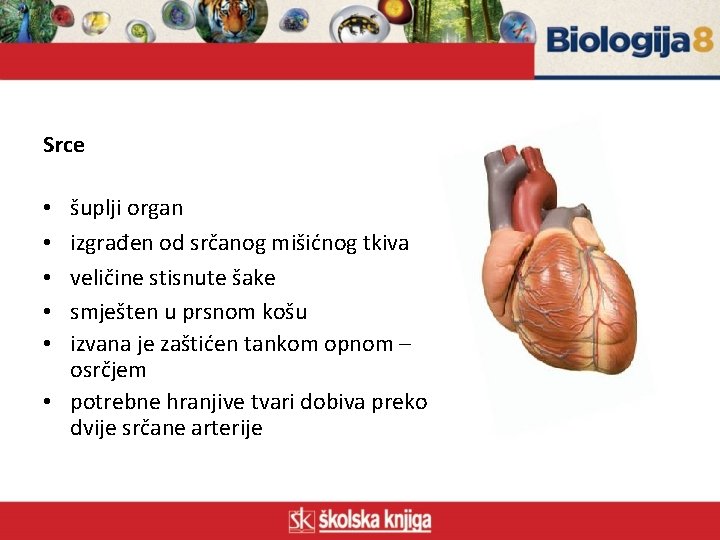 Srce šuplji organ izgrađen od srčanog mišićnog tkiva veličine stisnute šake smješten u prsnom