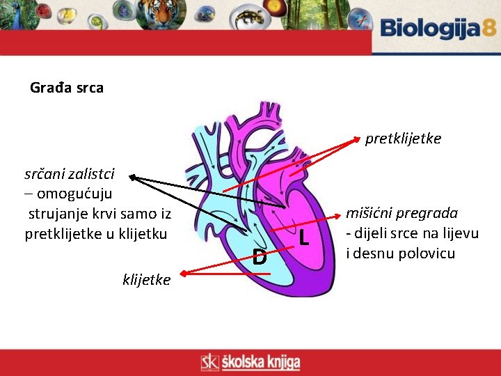 Građa srca pretklijetke srčani zalistci – omogućuju strujanje krvi samo iz pretklijetke u klijetke