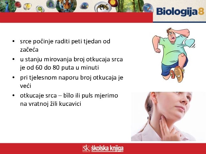  • srce počinje raditi peti tjedan od začeća • u stanju mirovanja broj