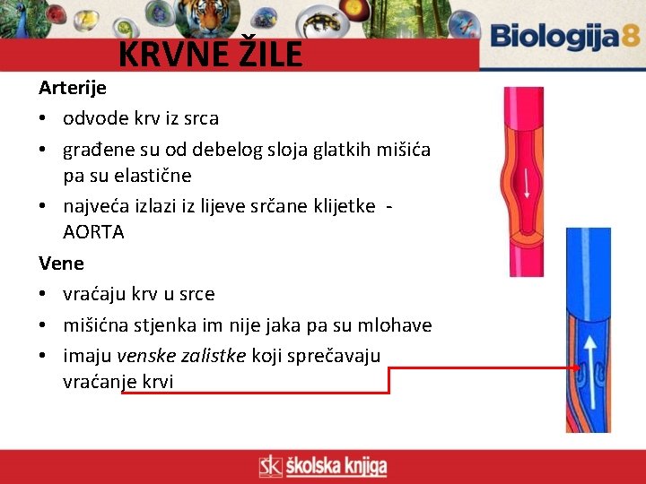 KRVNE ŽILE Arterije • odvode krv iz srca • građene su od debelog sloja