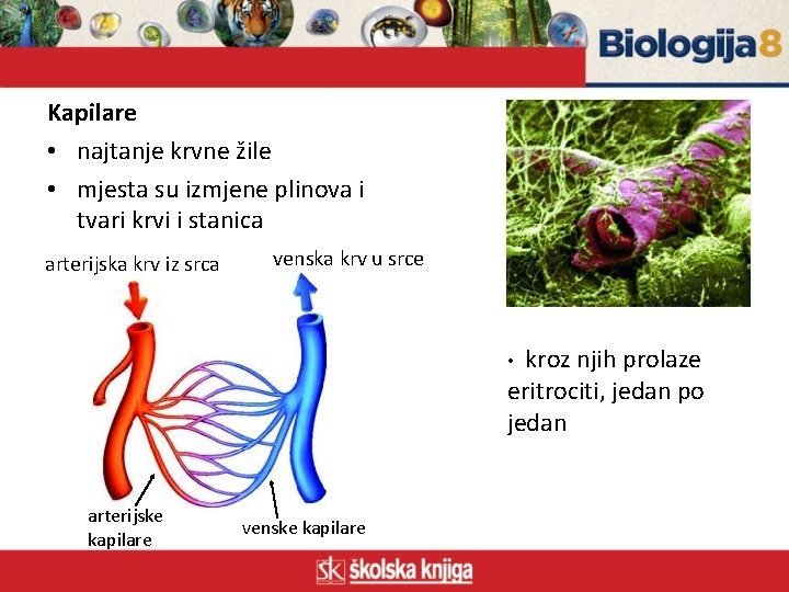 Kapilare • najtanje krvne žile • mjesta su izmjene plinova i tvari krvi i