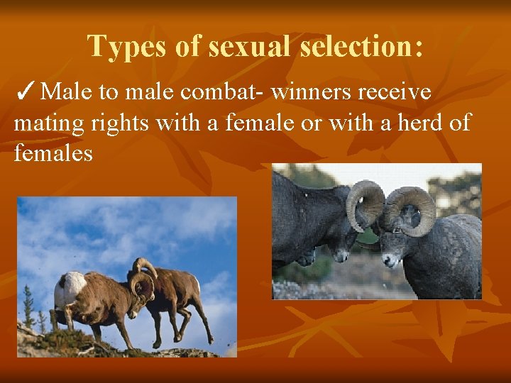 Types of sexual selection: ✓Male to male combat- winners receive mating rights with a