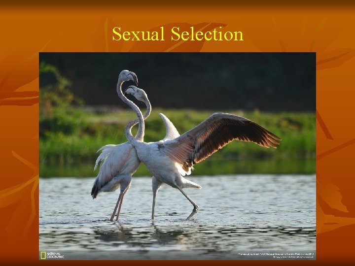 Sexual Selection 