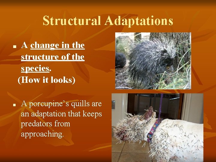 Structural Adaptations ■ ■ A change in the structure of the species. (How it