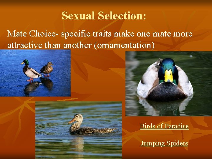 Sexual Selection: Mate Choice- specific traits make one mate more attractive than another (ornamentation)