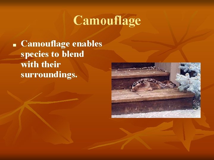 Camouflage ■ Camouflage enables species to blend with their surroundings. 