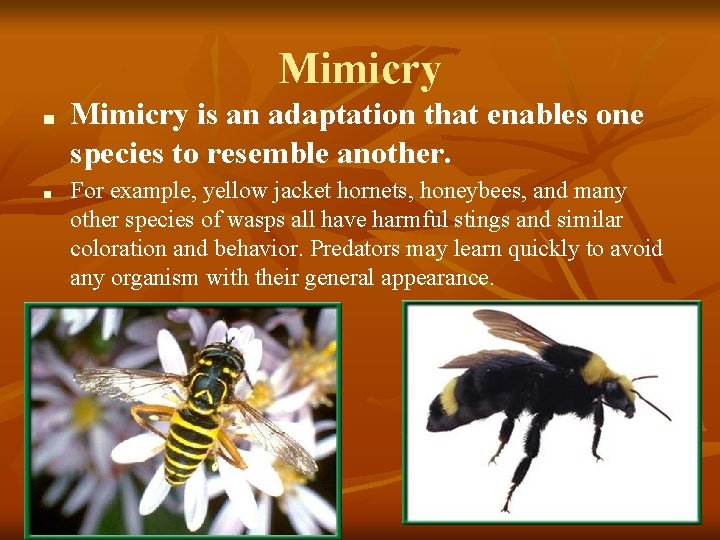 Mimicry ■ ■ Mimicry is an adaptation that enables one species to resemble another.