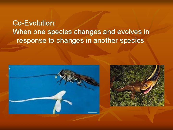 Co-Evolution: When one species changes and evolves in response to changes in another species