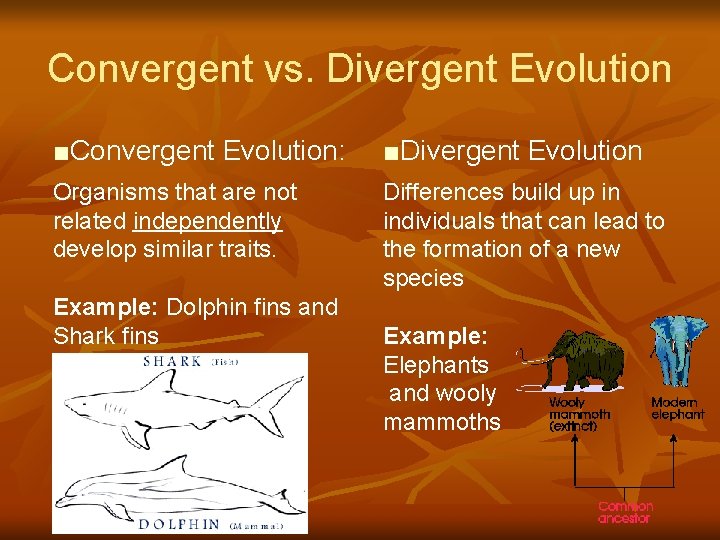Convergent vs. Divergent Evolution ■Convergent Evolution: ■Divergent Evolution Organisms that are not related independently