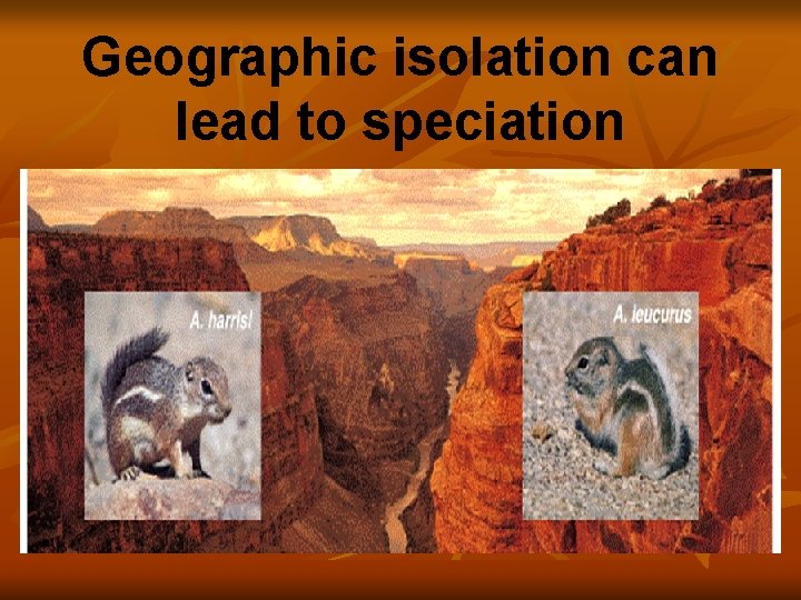 Geographic isolation can lead to speciation 