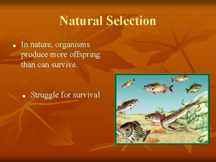 Natural Selection ■ In nature, organisms produce more offspring than can survive. ■ Struggle