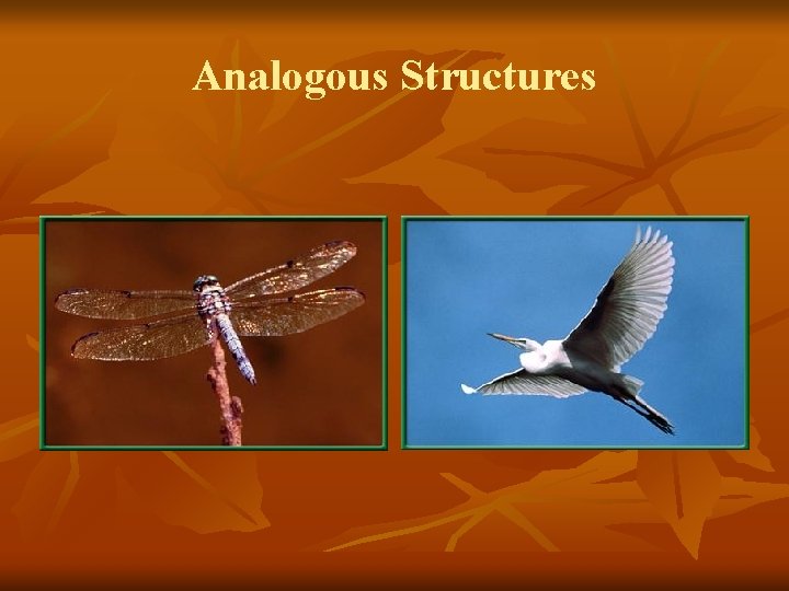 Analogous Structures 