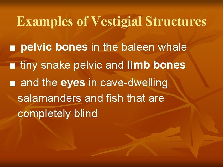 Examples of Vestigial Structures ■ pelvic bones in the baleen whale ■ tiny snake