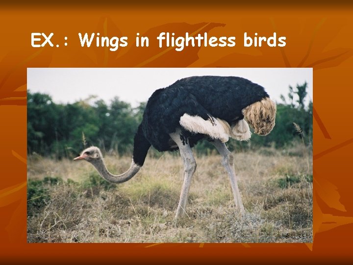 EX. : Wings in flightless birds 