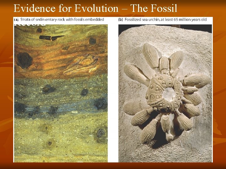 Evidence for Evolution – The Fossil Record 