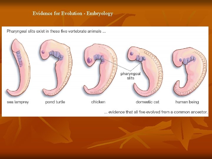 Evidence for Evolution - Embryology 