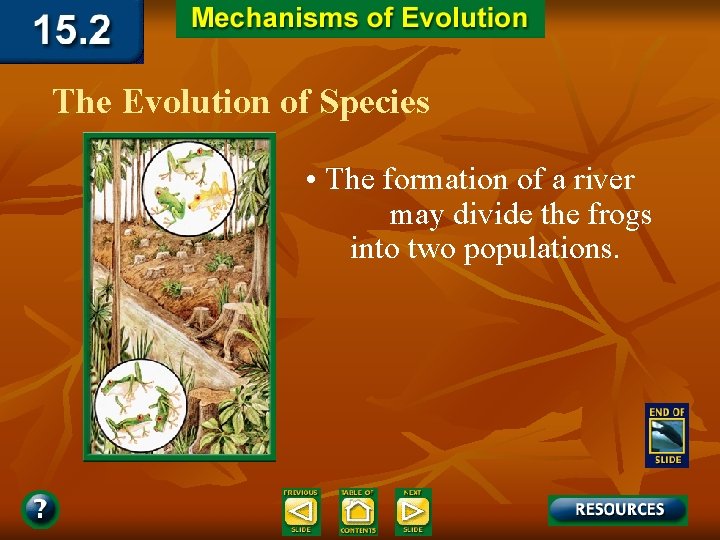 The Evolution of Species • The formation of a river may divide the frogs
