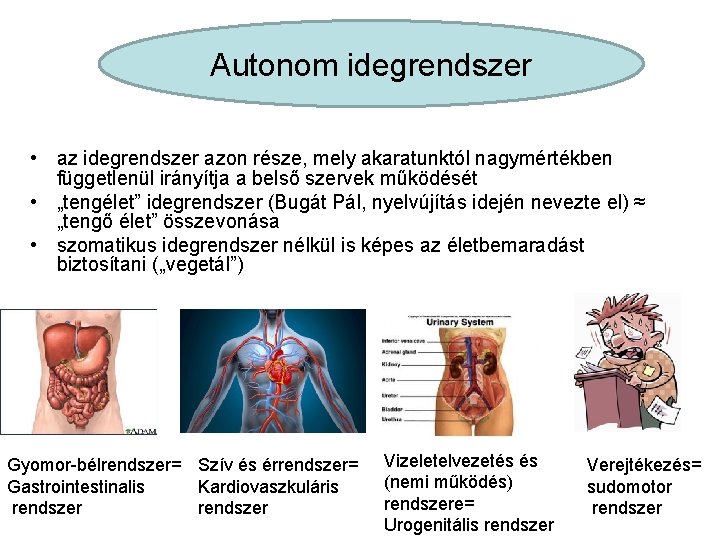 Autonom idegrendszer • az idegrendszer azon része, mely akaratunktól nagymértékben függetlenül irányítja a belső