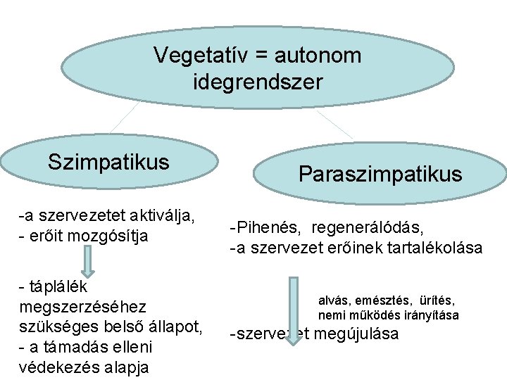 Vegetatív = autonom idegrendszer Szimpatikus -a szervezetet aktiválja, - erőit mozgósítja - táplálék megszerzéséhez
