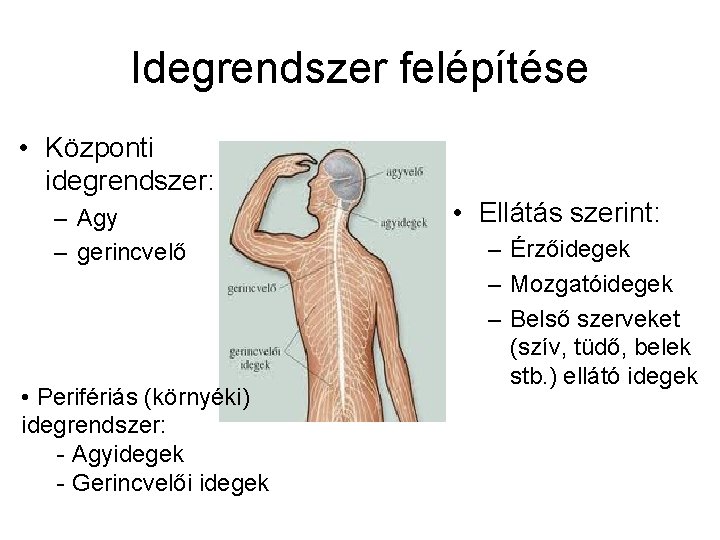 Idegrendszer felépítése • Központi idegrendszer: – Agy – gerincvelő • Perifériás (környéki) idegrendszer: -