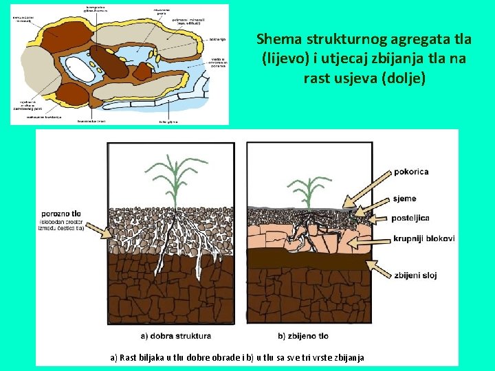 Shema strukturnog agregata tla (lijevo) i utjecaj zbijanja tla na rast usjeva (dolje) a)