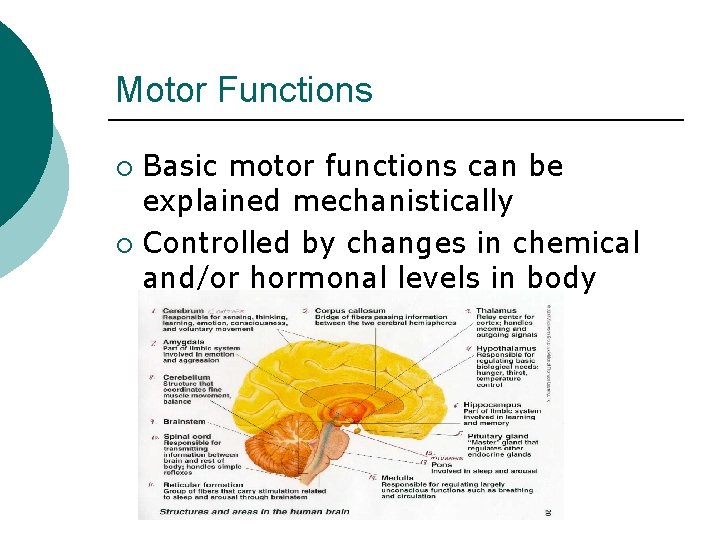 Motor Functions Basic motor functions can be explained mechanistically ¡ Controlled by changes in