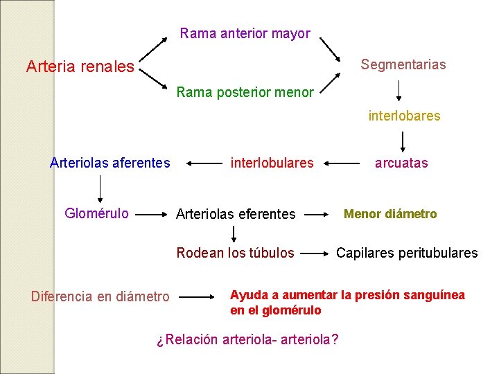 Rama anterior mayor Segmentarias Arteria renales Rama posterior menor interlobares Arteriolas aferentes Glomérulo arcuatas