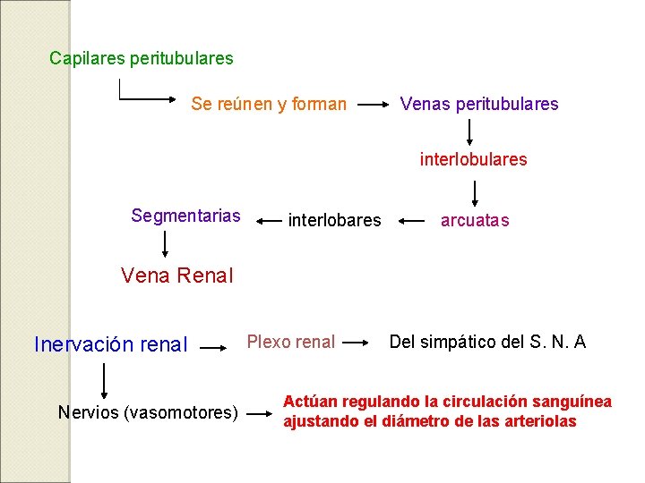 Capilares peritubulares Se reúnen y forman Venas peritubulares interlobulares Segmentarias interlobares arcuatas Vena Renal