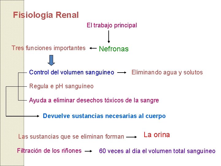 Fisiología Renal El trabajo principal Tres funciones importantes Nefronas Control del volumen sanguíneo Eliminando