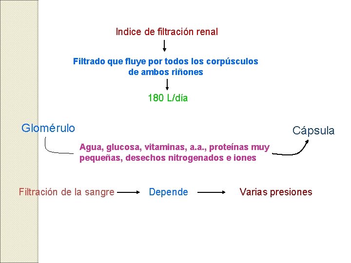 Indice de filtración renal Filtrado que fluye por todos los corpúsculos de ambos riñones