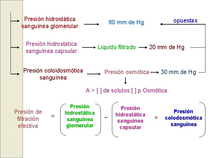 Presión hidrostática sanguínea glomerular opuestas 60 mm de Hg Presión hidrostática sanguínea capsular Liquido