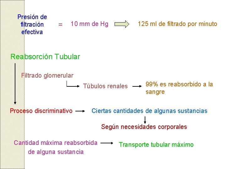 Presión de filtración efectiva = 125 ml de filtrado por minuto 10 mm de