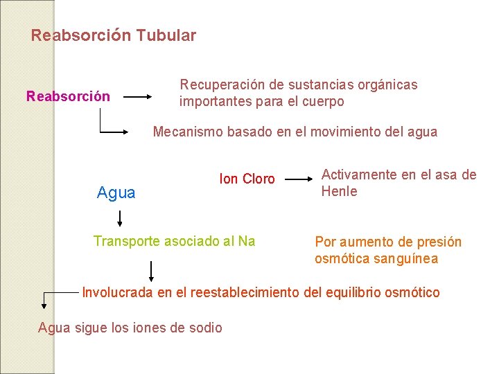 Reabsorción Tubular Reabsorción Recuperación de sustancias orgánicas importantes para el cuerpo Mecanismo basado en