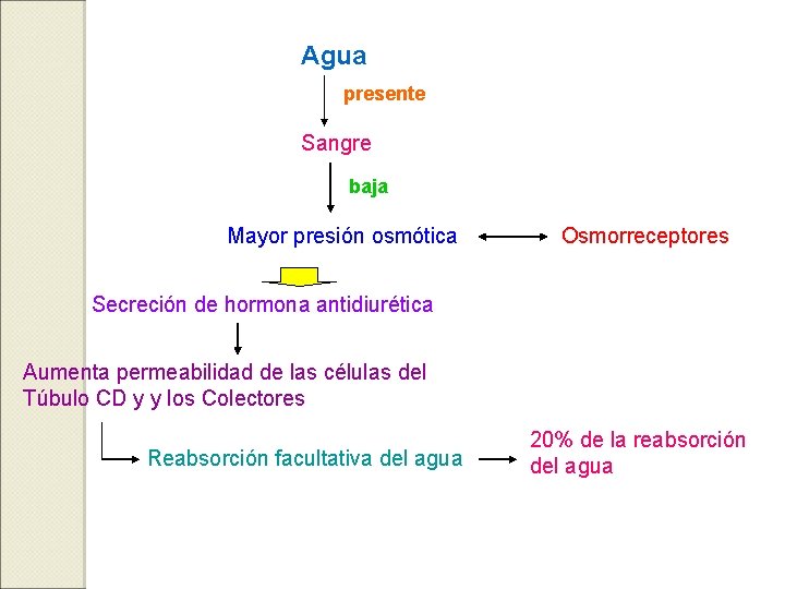 Agua presente Sangre baja Mayor presión osmótica Osmorreceptores Secreción de hormona antidiurética Aumenta permeabilidad