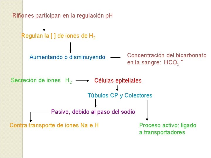 Riñones participan en la regulación p. H Regulan la [ ] de iones de