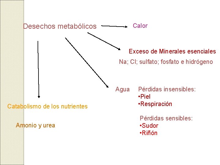 Calor Desechos metabólicos Exceso de Minerales esenciales Na; Cl; sulfato; fosfato e hidrógeno Agua