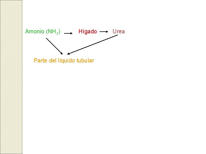 Amonio (NH 3) Hígado Parte del líquido tubular Urea 