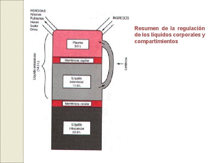 Resumen de la regulación de los líquidos corporales y compartimientos 